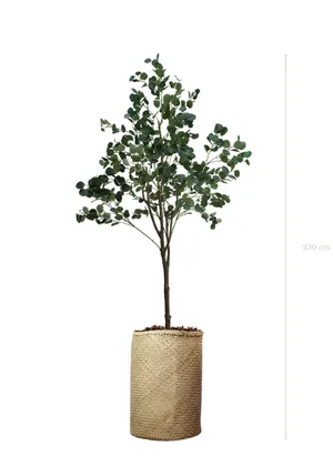 arbre_eucalyptus_250cm_tanaman