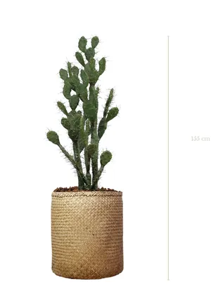 cactus_155cm_tanaman
