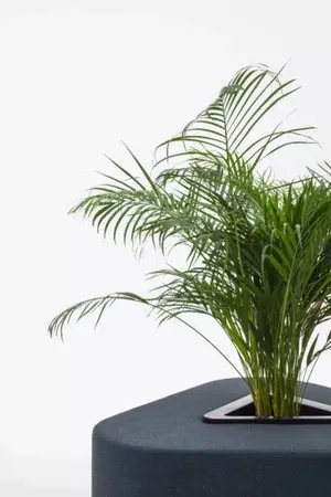 pouf_plante_mdd