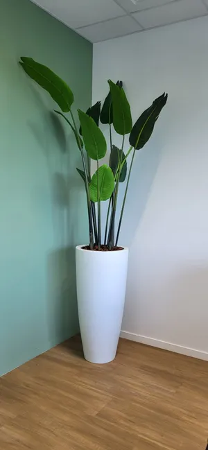 Burodoc plante artificelle tanaman.JPG